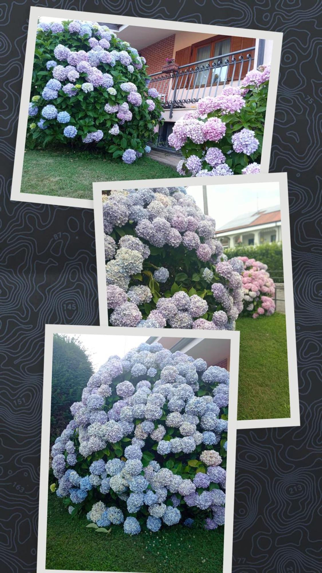 B&B L'Ortensia Vignolo Esterno foto